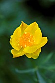 TROLLIUS X CULTORUM PRITCHARDS GIANT