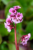 BERGENIA PINK DRAGONFLY