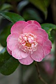 CAMELLIA JAPONICA GRACE BUNTON