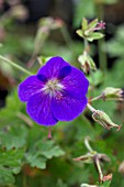 GERANIUM HIMALAYENSE GRAVETYE