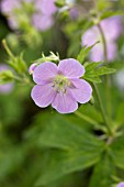 GERANIUM MACULATUM BETH CHATTO