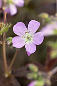 GERANIUM MACULATUM ESPRESSO