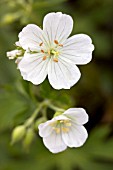 GERANIUM MACULATUM ALBUM