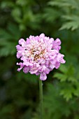 SCABIOSA LITTLE EMILY