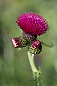 CIRSIUM RIVULARE ATROPUPUREUM