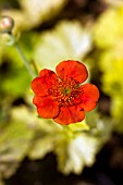 GEUM COCCINEUM EOS