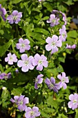 GERANIUM MACULATUM BETH CHATTO