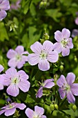 GERANIUM MACULATUM BETH CHATTO