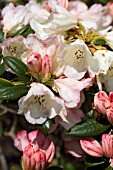 RHODODENDRON DUSTY MILLER