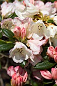 RHODODENDRON DUSTY MILLER