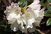 RHODODENDRON DUSTY MILLER