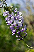 WISTERIA FLORIBUNDA HARLEQUIN