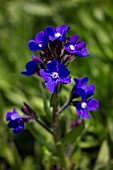 ANCHUSA AZUREA LODDON ROYALIST