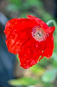 PAPAVER ORIENTALE LAUCHTFEUER