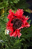 PAPAVER ORIENTALE CLOCHARD