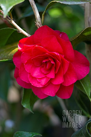 CAMELLIA_X_WILLIAMSII_LES_JURY