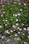 ERODIUM MERSTHAM PINK