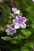 ERODIUM MERSTHAM PINK