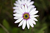 OSTEOSPERMUM LADY LEITRIM