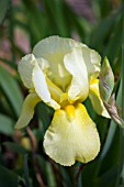 IRIS CROFTWAY LEMON