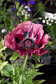 PAPAVER ORIENTALE PATTYS PLUM