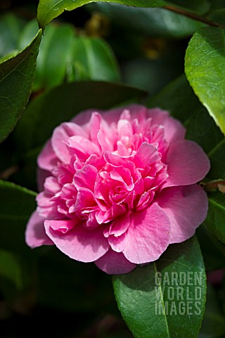 CAMELLIA_X_WILLIAMSII_DEBBIE