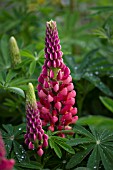 LUPINUS ROTE FLAMME