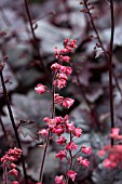 HEUCHERA MYSTERIA