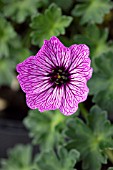 GERANIUM CINEREUM BALLERINA