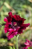 PAPAVER ORIENTALE HARLEM (NEW YORK SERIES)