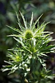 ERYNGIUM X ZABELII JOS EIJKING