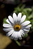 OSTEOSPERMUM SNOW PIXIE