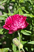 PAPAVER ORIENTALE MARLENE