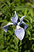 IRIS SIBIRICA SOFT BLUE