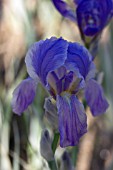 IRIS PALLIDA ARGENTEA VARIEGATA