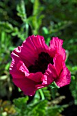 PAPAVER ORIENTALE GLOWING ROSE