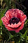 PAPAVER ORIENTALE SALOME