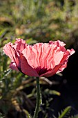 PAPAVER ORIENTALE SALOME