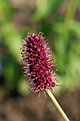 SANGUISORBA MENZIESII