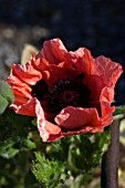 PAPAVER ORIENTALE FIESTA