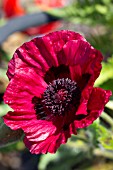 PAPAVER ORIENTALE MARLENE