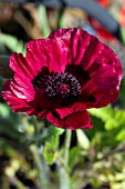 PAPAVER ORIENTALE MARLENE