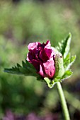 PAPAVER ORIENTALE PATTYS PLUM