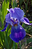 IRIS BLUE RHYTHM