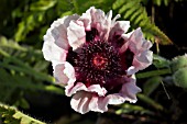 PAPAVER ORIENTALE PERRYS WHITE