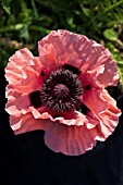 PAPAVER ORIENTALE SALOME