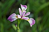 IRIS VERSICOLOR ROWDEN CADENZA