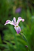 IRIS VERSICOLOR ROWDEN CADENZA