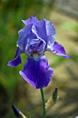 IRIS BLUE RHYTHM