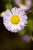 ERIGERON FOERSTERS LIEBLING